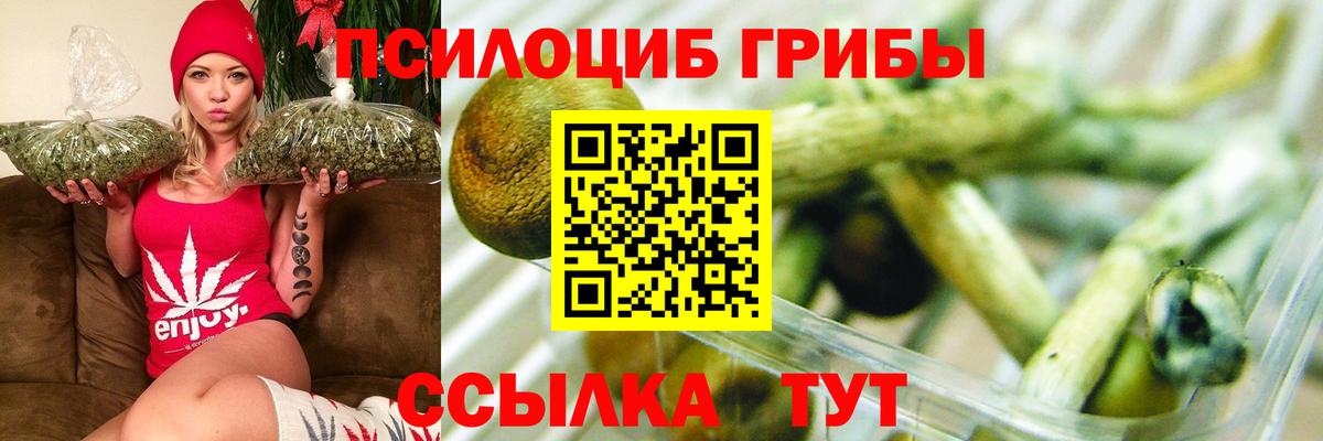 Псилоцибиновые грибы Psilocybine cubensis Железногорск